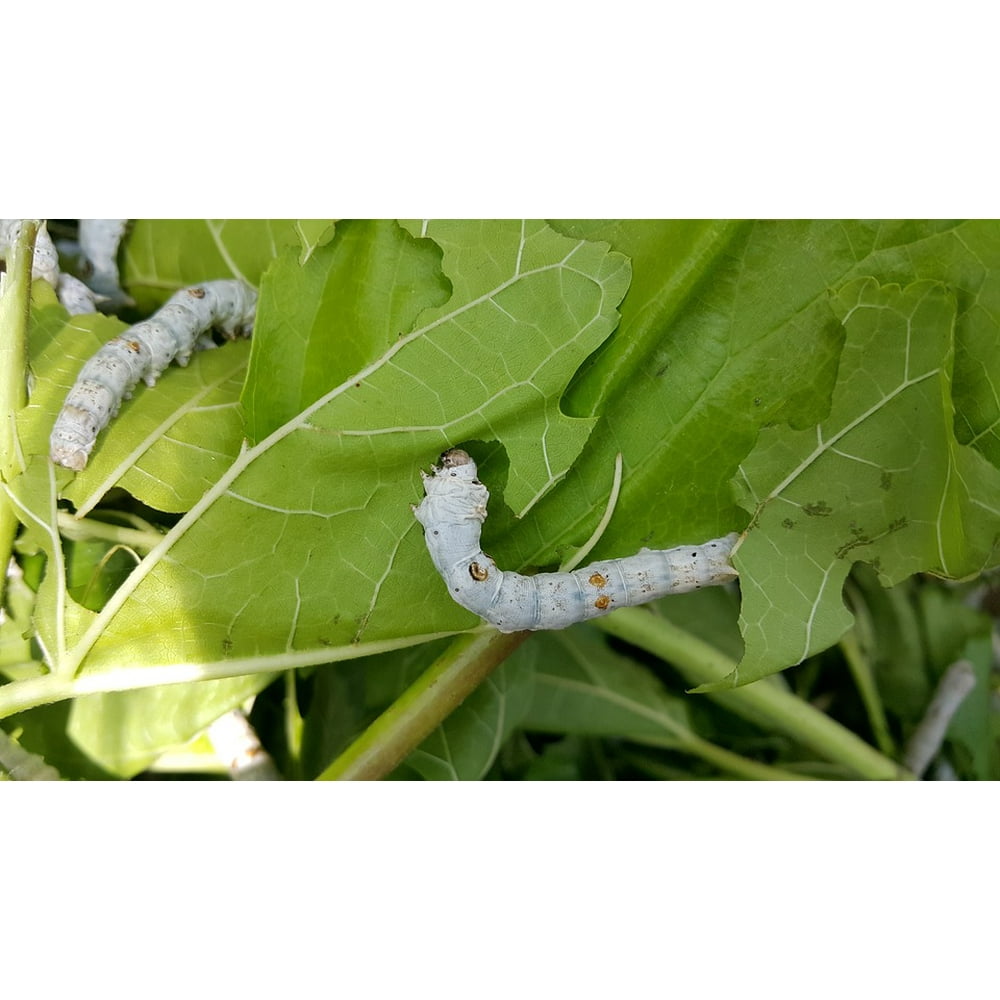 Larva Pest Mulberry Insects Silkworm20 Inch By 30 Inch Laminated