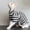 Striped Sweater Black, variant on Striped Knit Turtleneck Sweater for Hairless Cats (Sphynx, Devon Rex), Cozy Autumn & Winter Pet Pullover, Soft Breathable Cat Base Layer Outfit