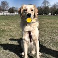 thumbnail image 4 of Ssxjv Throwing Ball Dog, Natural Rubber Ball Rope, Ball For Dogs, Dog Ball, 4 of 5