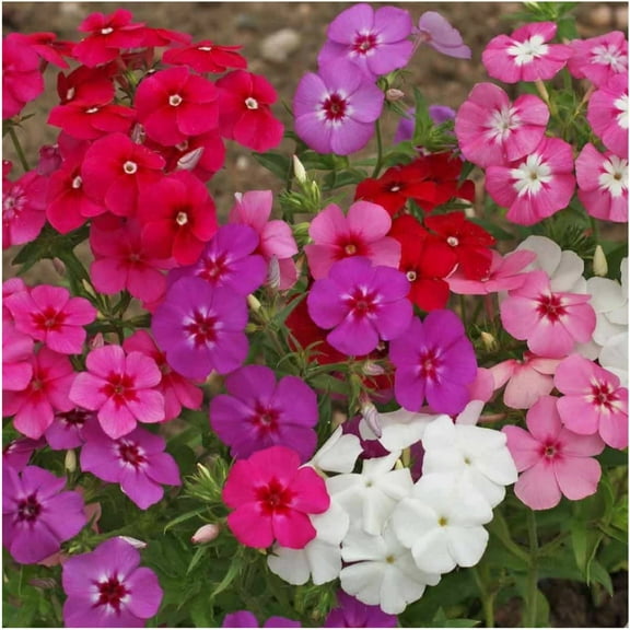 20 Seeds Colorful Variety Phlox Mixture (Phlox drummondii)