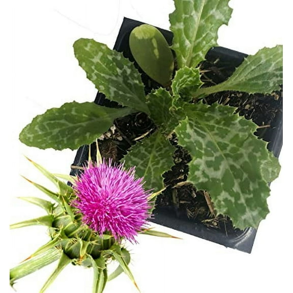 Milk Thistle Plant, (Silybum marianum) 2.5 inch Pot