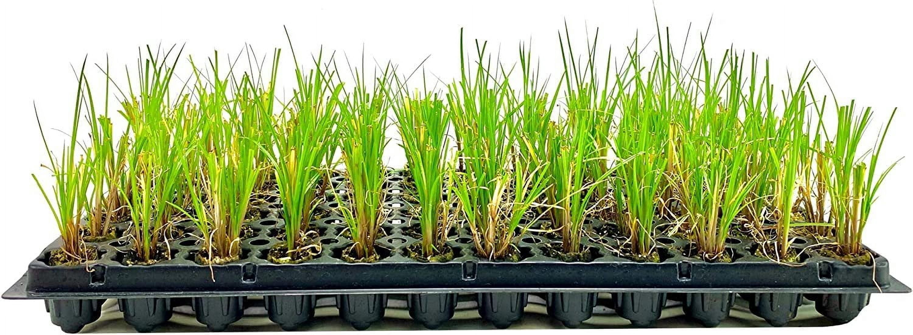 Nile Queen Papyrus  3 Live Plants  Cyperus Shade & Wet Tolerant Aquatic Foliage