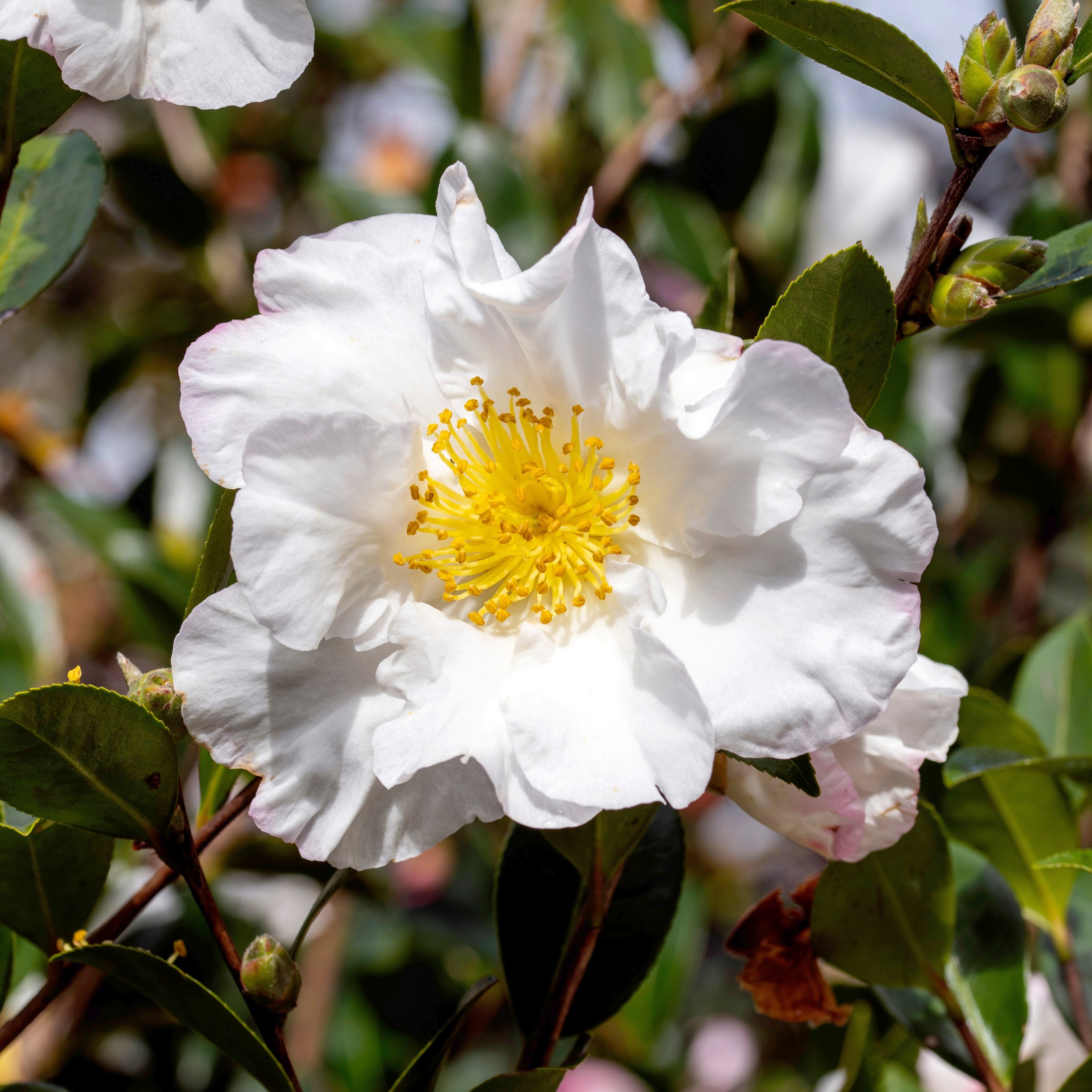 National Plant Network 3 gal. Camellia Sasanqua Northern Lights Shrub