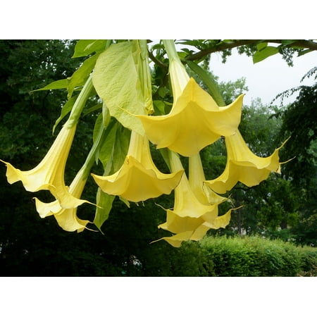 Angels Stretched Canvas - Canvas Print Angel Trumpet Yellow Single Flowers Datura Stretched Canvas 32 x 24