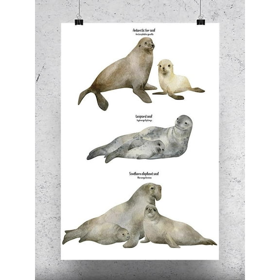 Types Of Seals Poster - Image by Shutterstock,