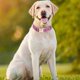 thumbnail image 3 of Heavy Duty Metal Clasp Dog Collar for Large Dogs Engraved Hand-made Lasers Engraved Boho Collar Pet Supply, 3 of 5
