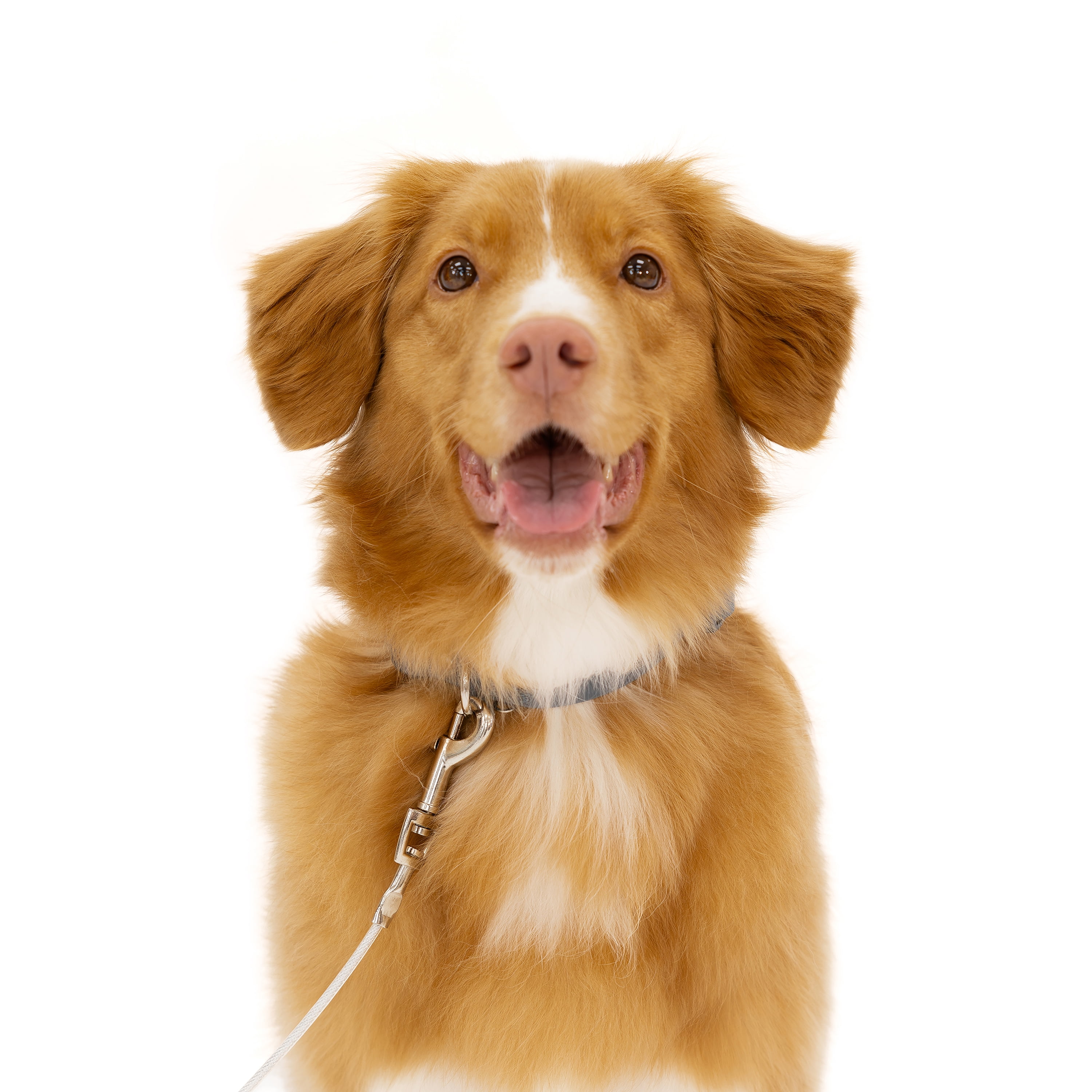 Carlson Pet Products Medium Dog Tie-Out Cable, 20 ft, for Breeds up to 100 lbs