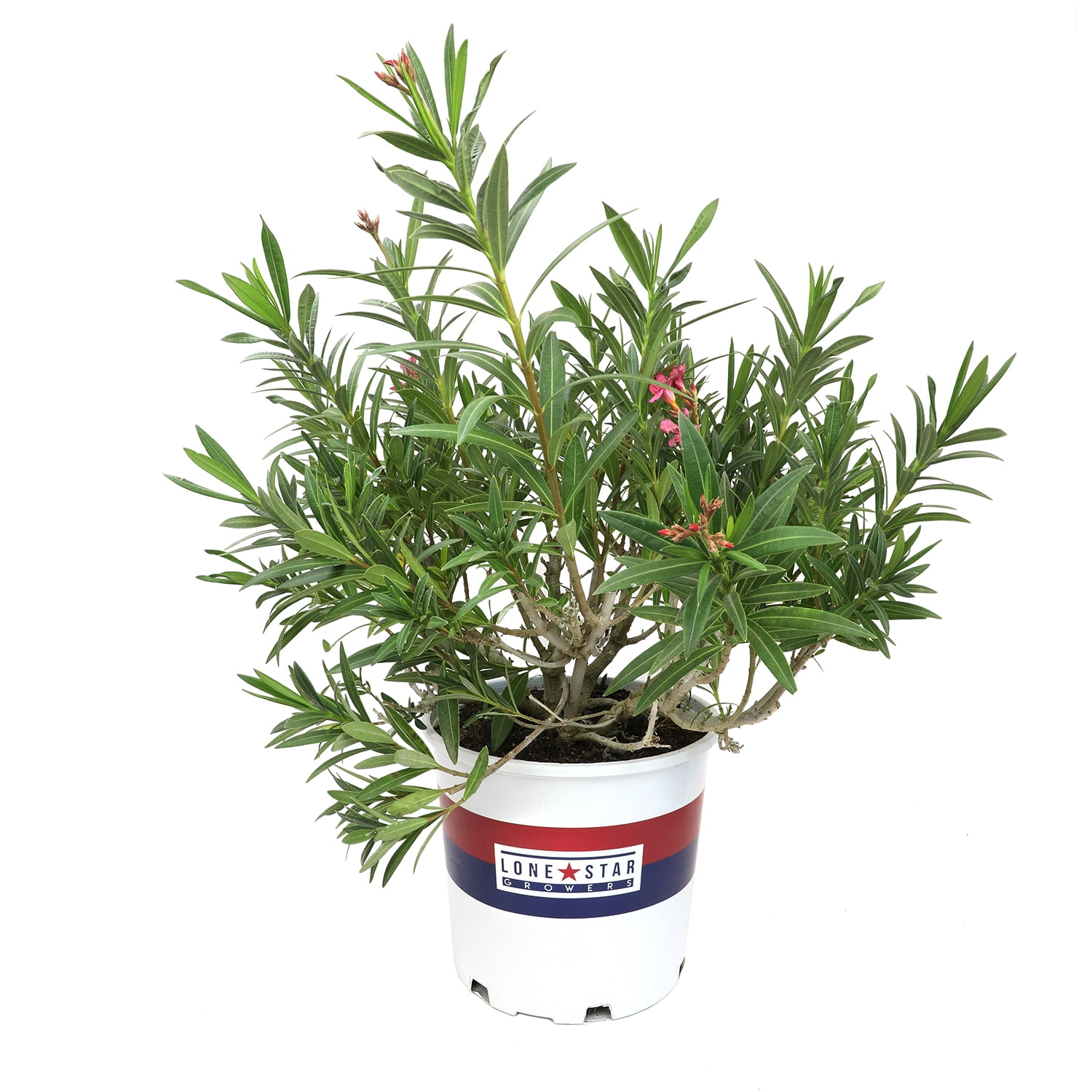 Lone Star Growers Nerium Flirt Dark Pink Oleander, Drought Tolerant Live Plant, 8 qt Pot, Full Sun