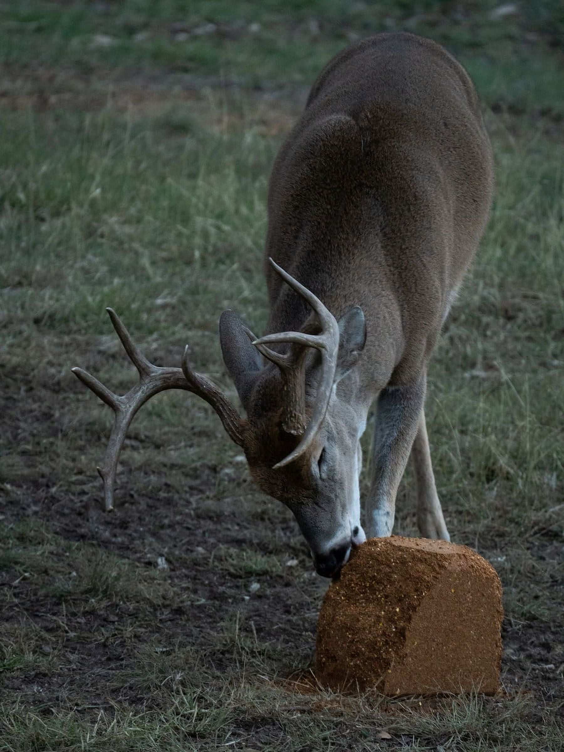 Big & J Long The Cube Range Deer Attractant Block, 25lbs