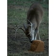Big & J Cube Long Range Deer Attractant