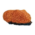 thumbnail image 2 of Tarmeek Aquarium Coral Ornament Resin Cave Hideout for Fish Tank Decor Medium Multicolor Hollow Design Safe for Betta Rest Hide Play Breed 16x10cm Easy to Clean, 2 of 7