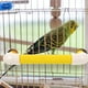 thumbnail image 4 of KAKOWELY juego de varillas para colocar pájaros, perchas para loros, perchas para periquitos, juguetes para jaulas de pájaros., 4 of 4