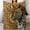 Flannel Blanket Leopard Against Leopard blanket 30"x40" 1, variant on GXFC Cute Monkey Holding a Banana blanket, comfortable and soft, warm casual blanket, printed design, winter sofa dormitory home decoration, must-have travel product. Size is 50x60 inches.