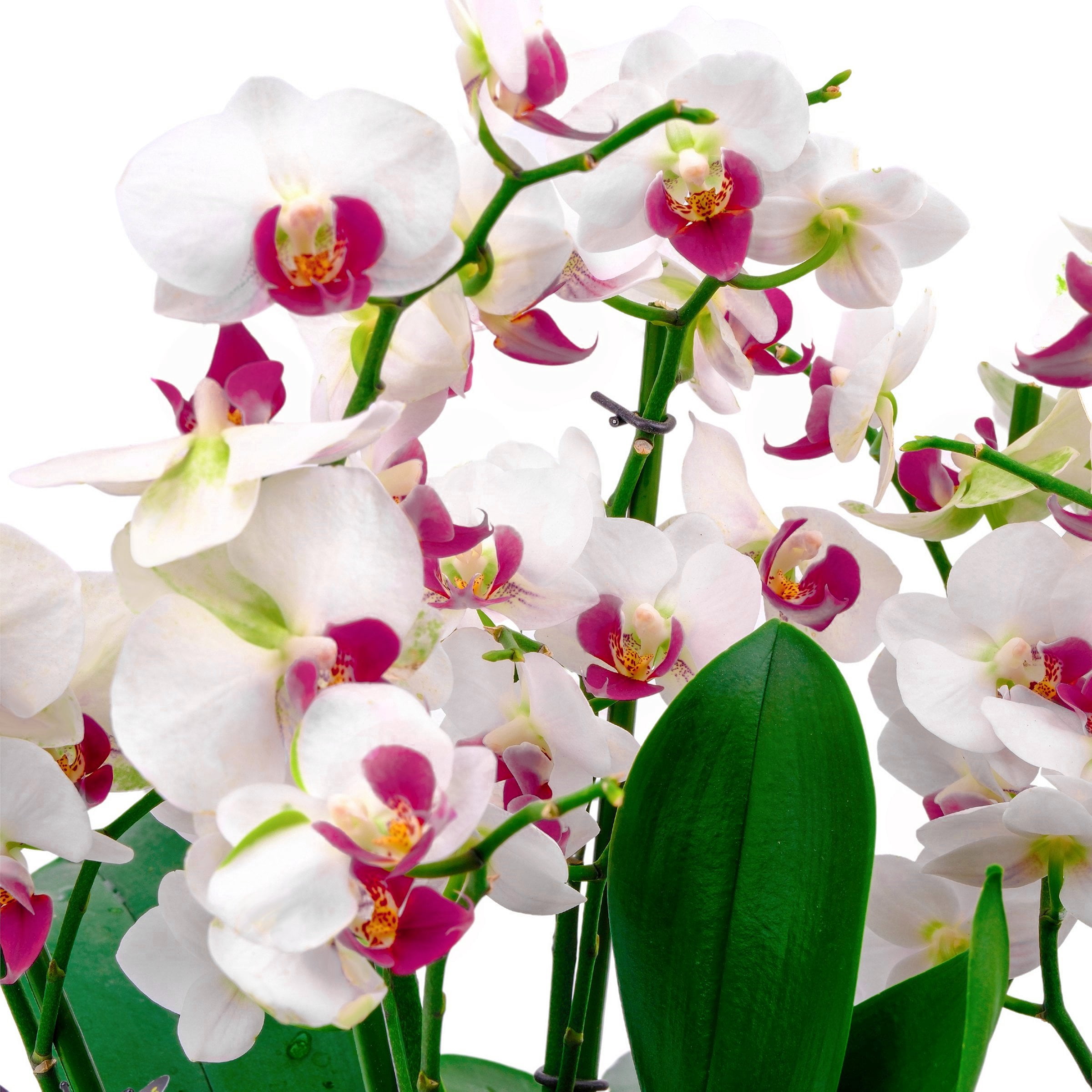 5 in. Superior Multi-Stem Luminous White Phalaenopsis Orchid in Luxe Designer Ceramic Planter