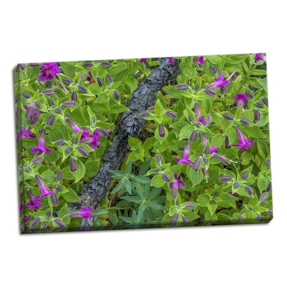 Gango Home Decor Contemporary Wildflower Meadow I by Kathy Mahan (Ready to Hang); One 24x16in Hand-Stretched Canvas