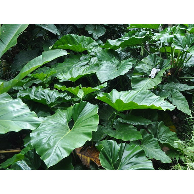 Monster Philodendron Giganteum - Huge Leaves -6" Pot-Trending/Collector's  Series - Walmart.com