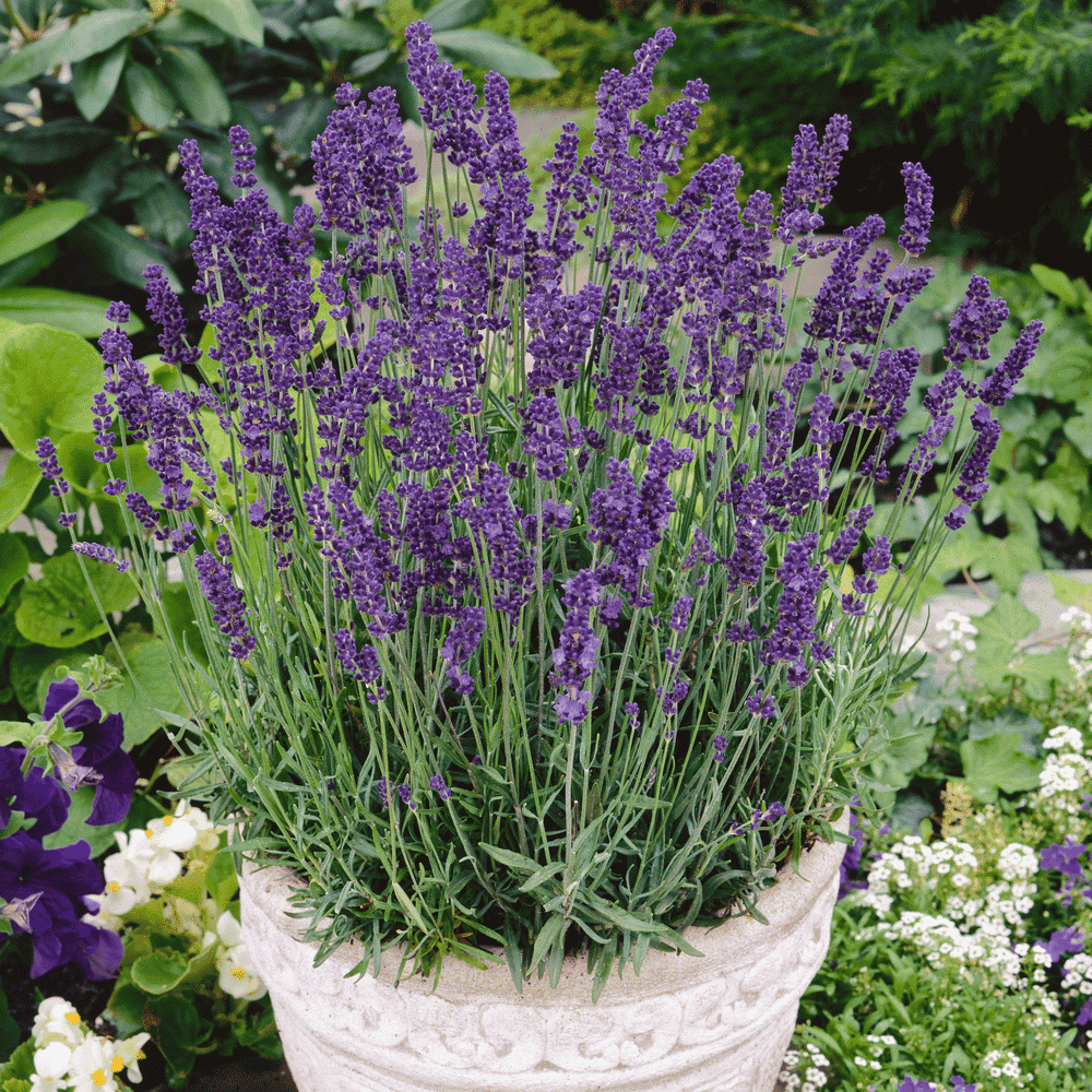 Lavender Vera Herb Seeds from Ukraine 