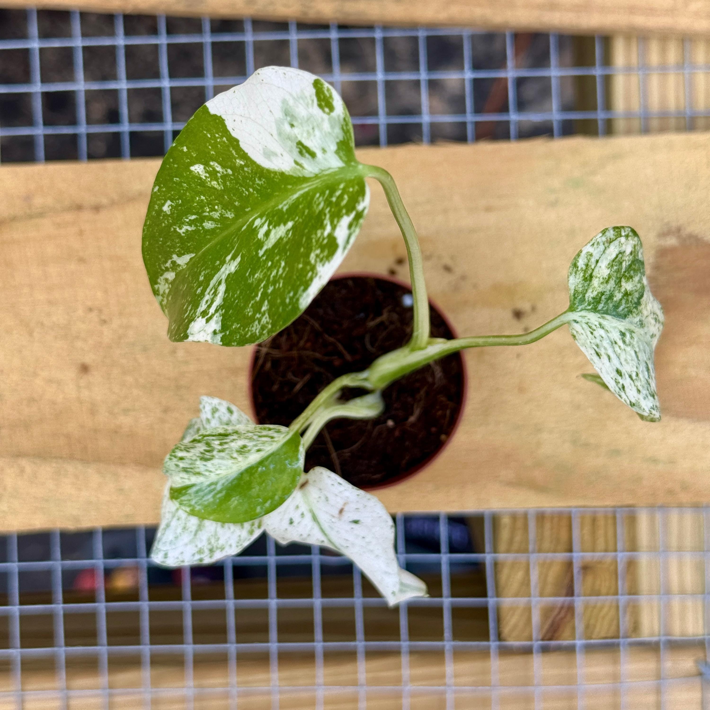 Monstera White Monster Live Plant | White Monstera Starter Plants SALE |  Rare Leaf House Plant | Houseplants for Indoor Outdoor Garden Albo -  Walmart.com
