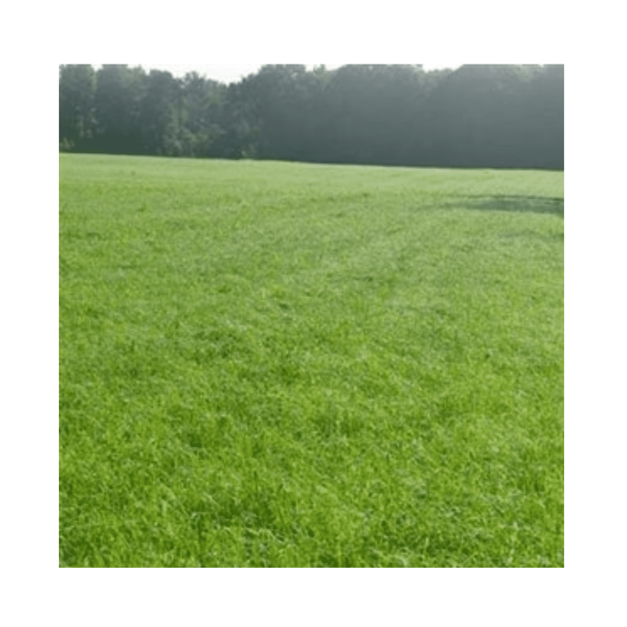 Pennington Bermuda Tierra Verde Grass Seed Blend 25lb