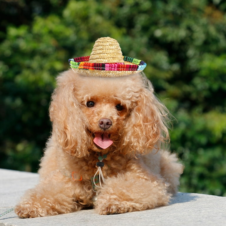 Mexican dog outlet costume