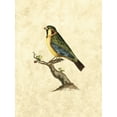thumbnail image 2 of Selby, John 25x32 Gold Ornate Wood Framed with Double Matting Museum Art Print Titled - Selby Birds II, 2 of 4
