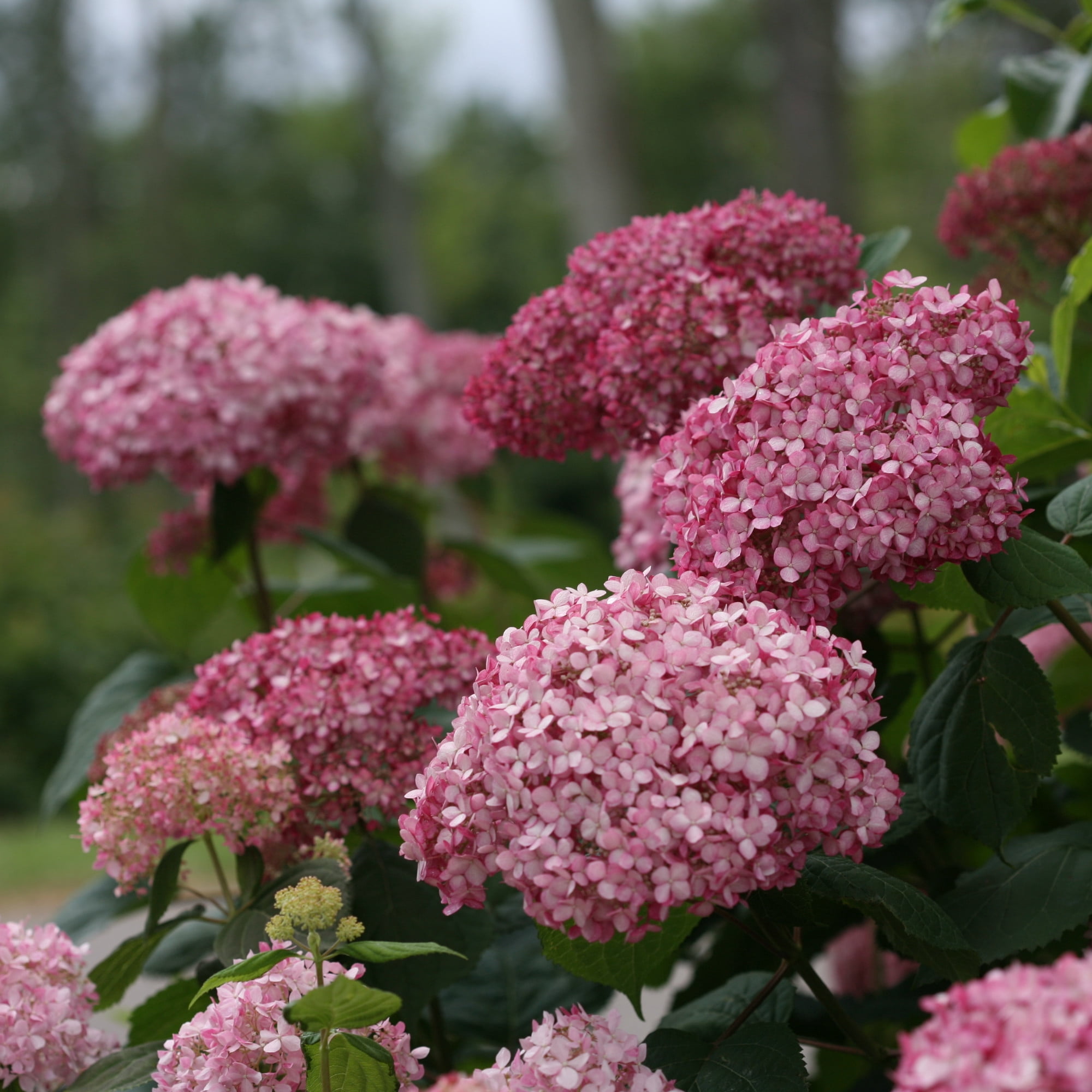 Proven Winners ColorChoice 6" Pink Invincibelle Spirit II Smooth Hydrangea Live Plant in 7.5" Pot