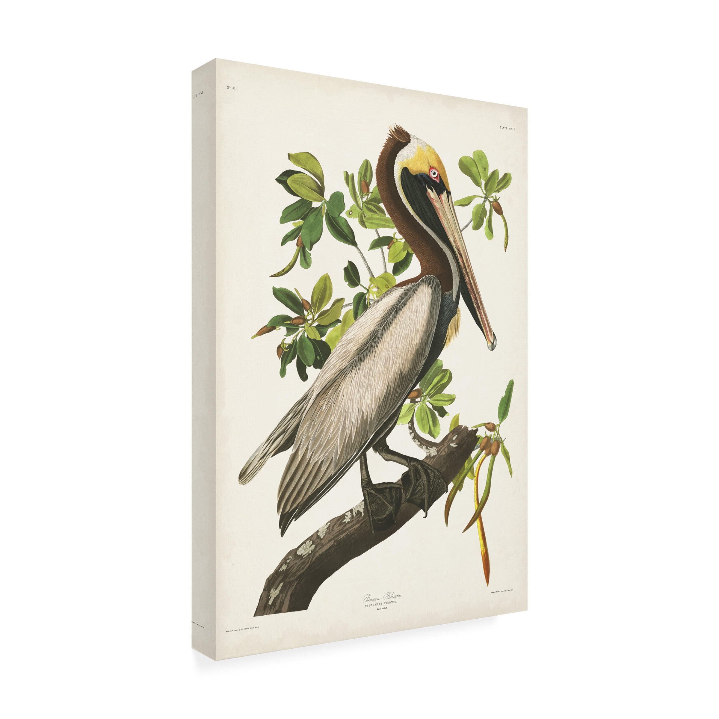 John James Audubon 'Brown Pelican ' Canvas Art