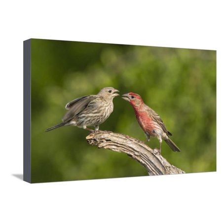 House Finch, Carpodacus Mexicanus, pair bonding Stretched Canvas Print Wall Art By Larry Ditto