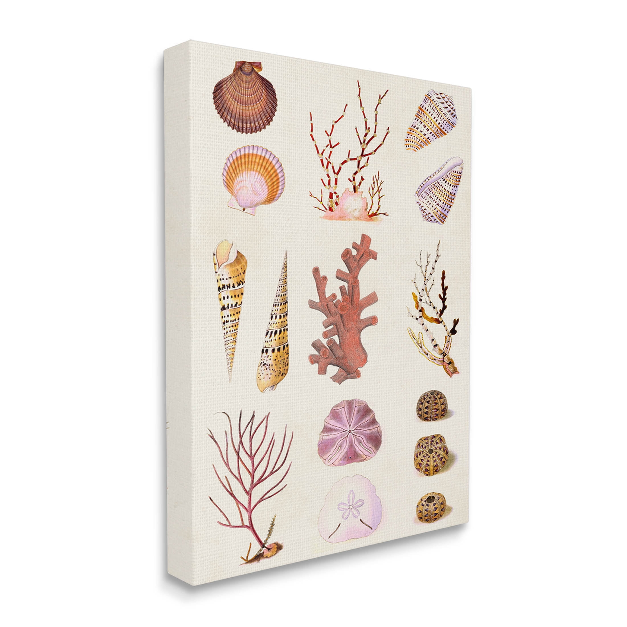 Stupell Industries Mixed Nautical Sea Life Corals Shells Graphic Art Gallery Wrapped Canvas Print Wall Art, Design by Vision Studio