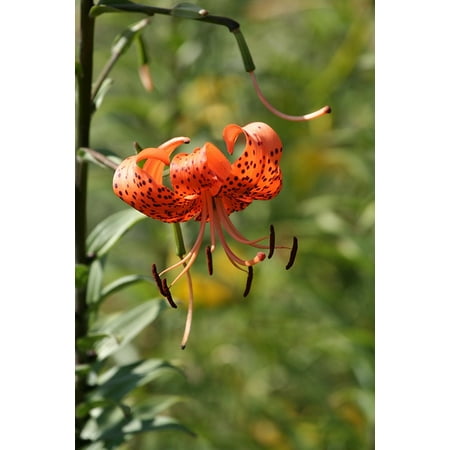 Green Tiger Print Laminated Poster Blossomed Tiger Lily Orange Flower Green Foliage Poster Print 11 x 17 ()