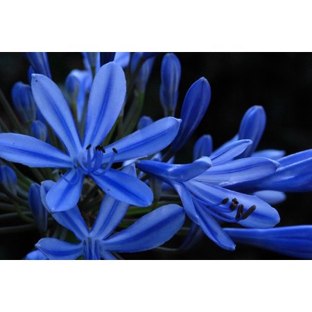 Canvas Print Plant Nature Macro Agapanthus Flower Blue Petal Stretched Canvas 10 x