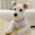 thumbnail image 3 of ZAXARRA Collier pour Chien, Collier Brillant en Strass, Collier Réglable, 3 of 7