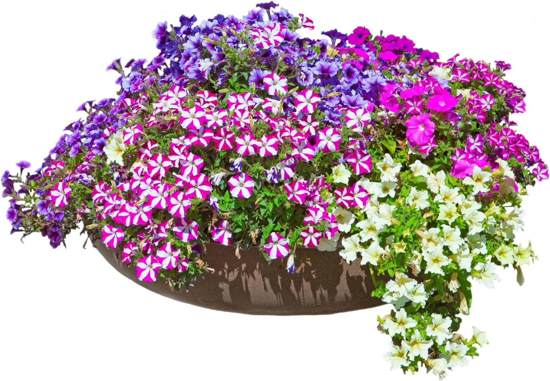 Petunia Flower Seeds for Planting 200+ Seeds NonGMO Rare Seeds