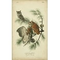 thumbnail image 2 of Audubon, John James 12x18 Gold Ornate Wood Framed with Double Matting Museum Art Print Titled - Audubon Screech Owl, 2 of 4