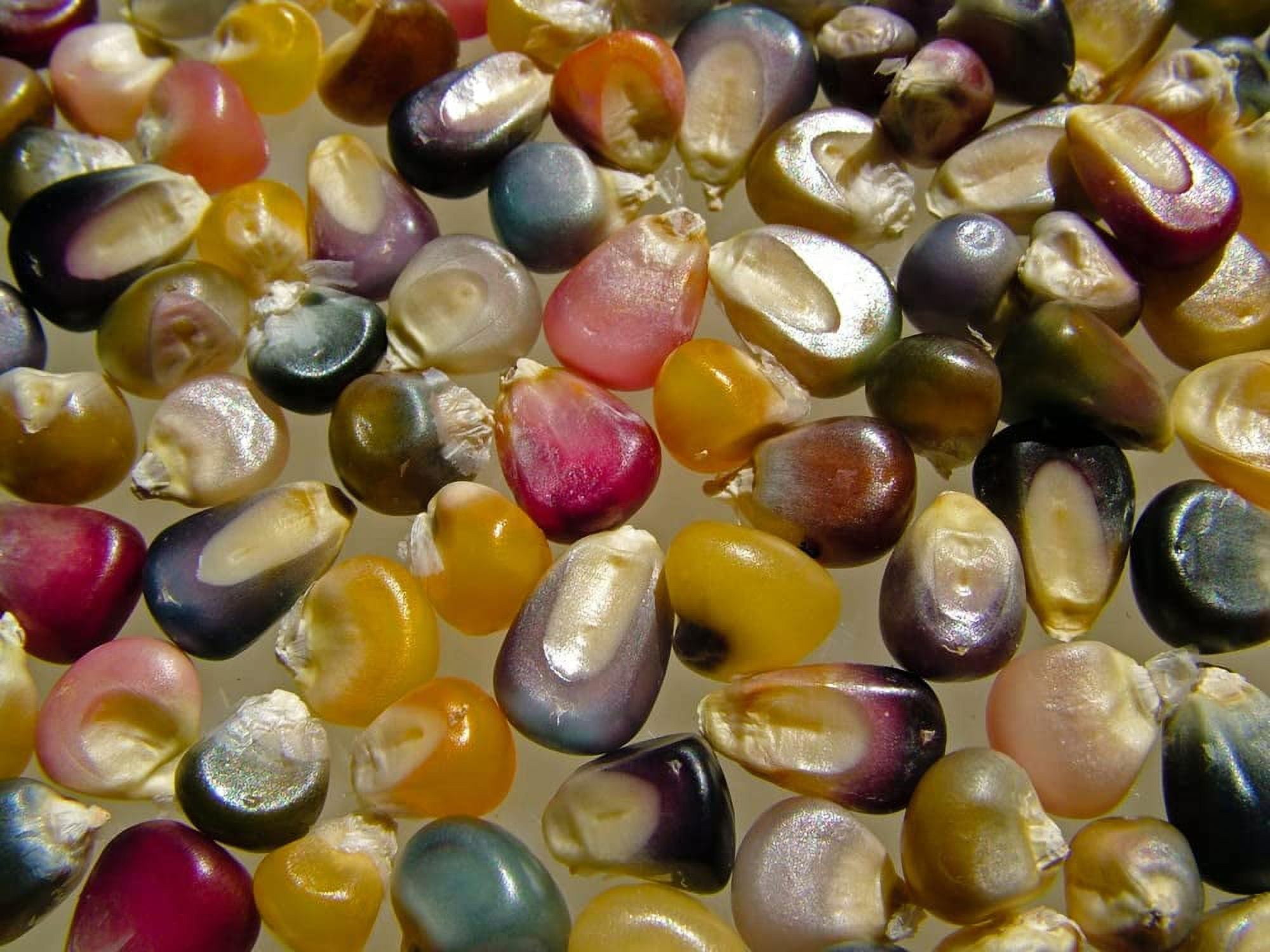 Glass Gem Corn – Redwood Seeds