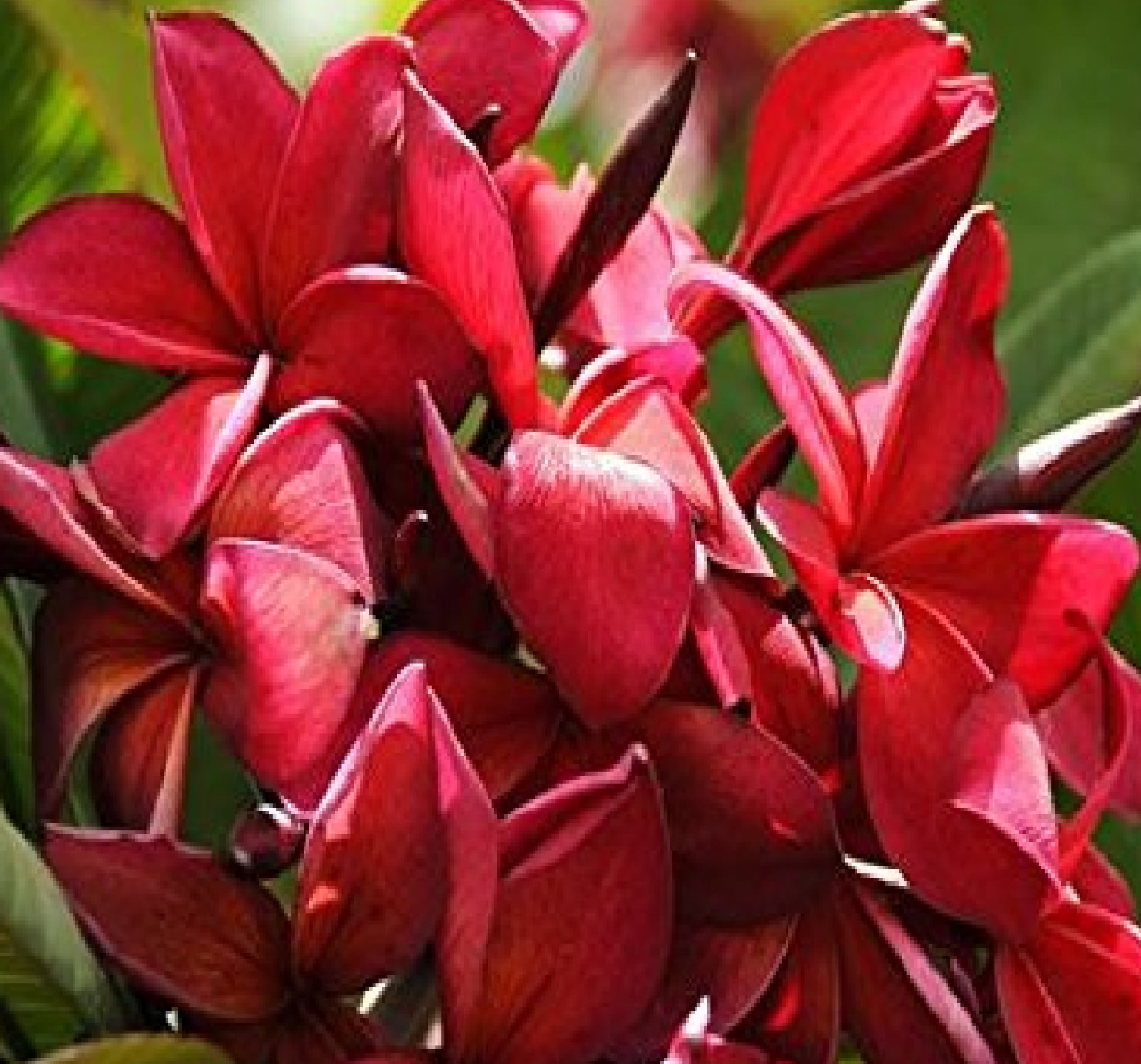Hawaiian Tropical Red Plumeria Live Plants Cutting, Full Sun