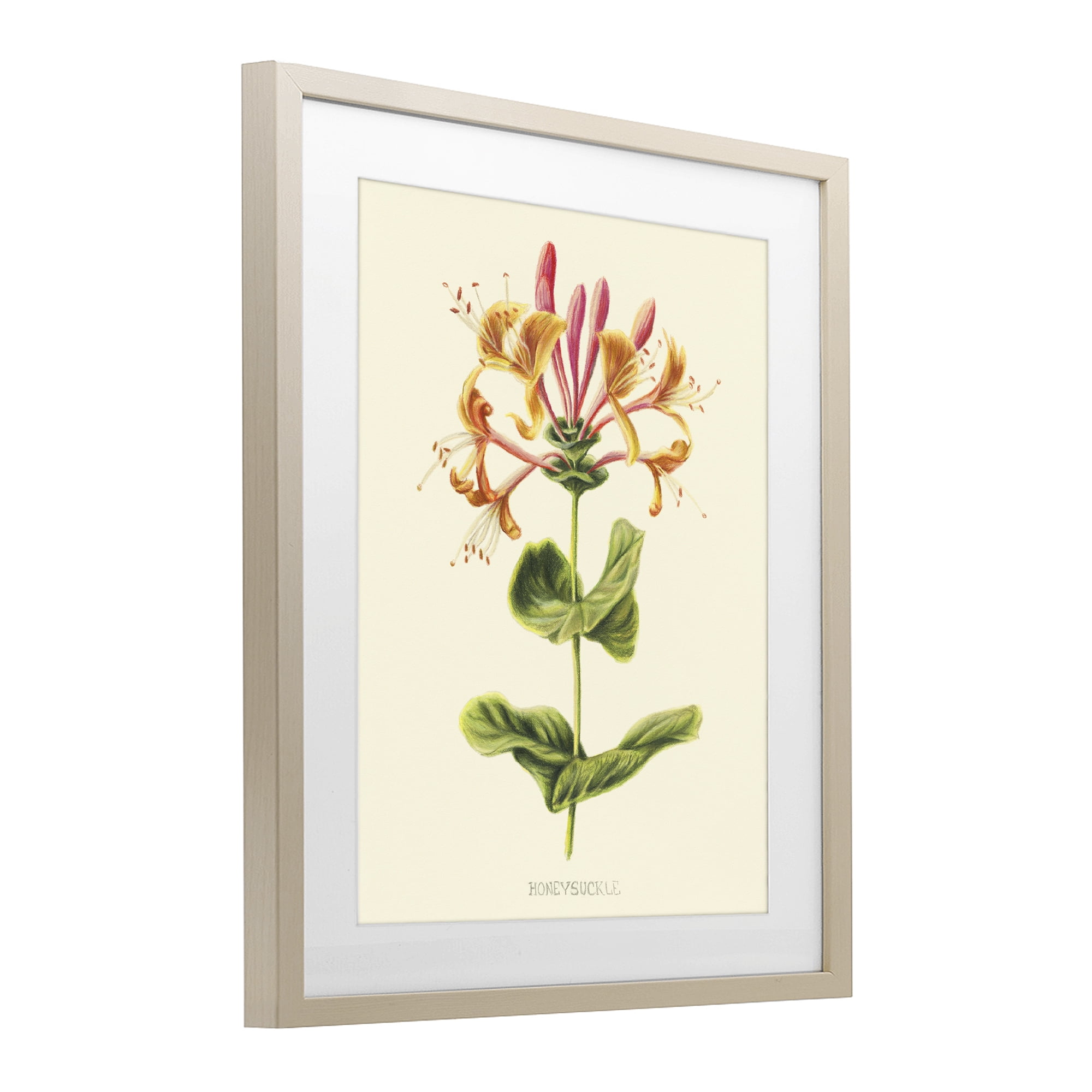 Stupell Industries Honeysuckle Vintage Illustration Birch Framed Print Under Glass, design by Connie Resch