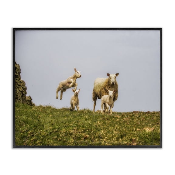 Stupell Industries Farmhouse Baby Sheep Family Farm Animal Landscape Photo Black Framed Giclee Art, 20 x 16, by Villager Jim