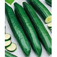 thumbnail image 3 of GSDWIUEW 40+ Open-Pollinated Cucumber Emelya Heirloom for Planting -Vegetable Green, 3 of 8