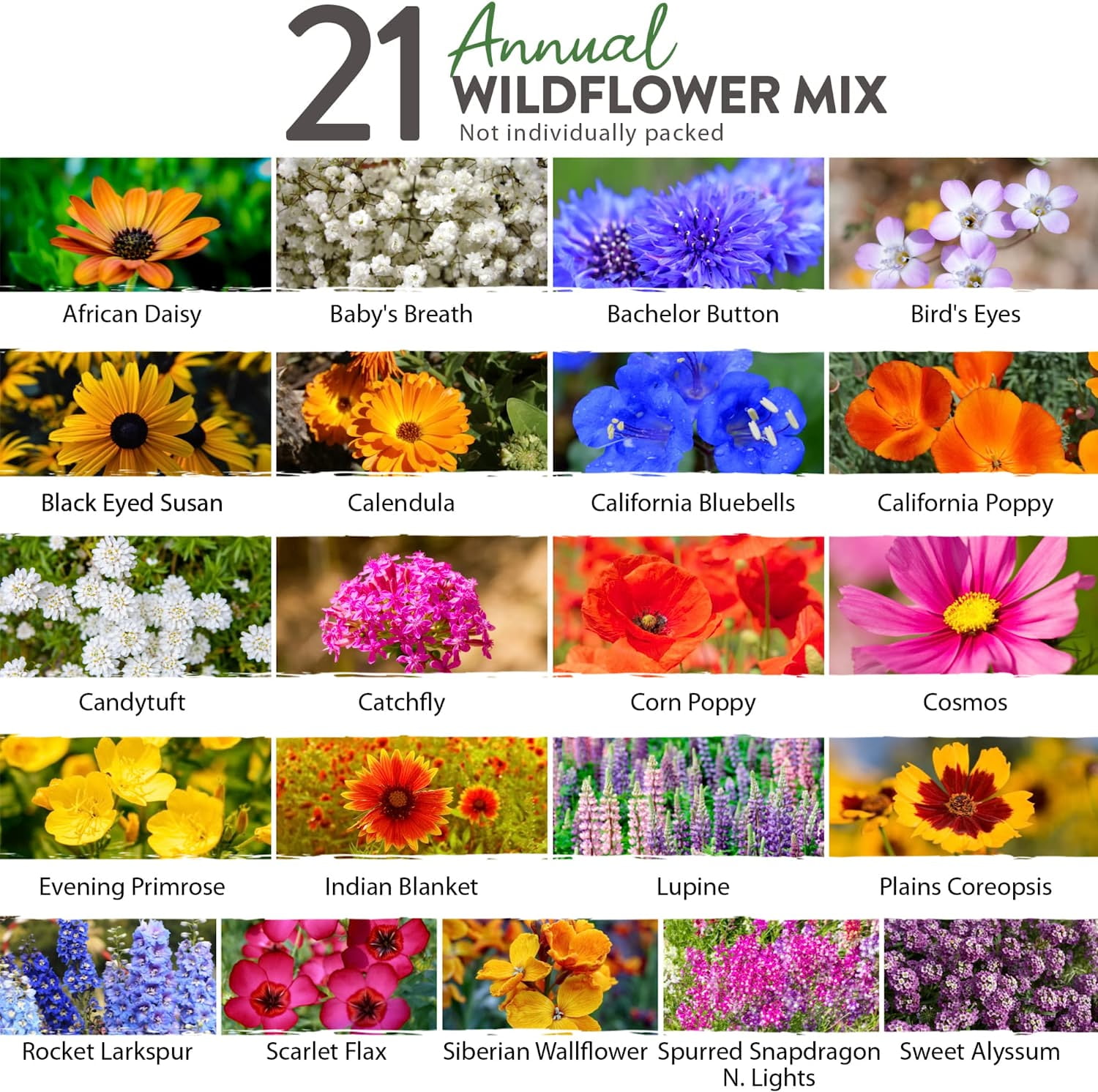 All Annual Wildflower Mix