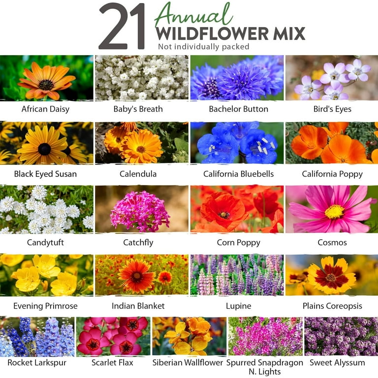 Breath Of The Wild Flowers Best Flower Site