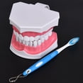 thumbnail image 4 of Modelo de cepillado de dientes, modelo de dientes para enseñanza dental, modelo de dientes bucales, modelo de dientes para enseñanza dental, rendimiento de alta gama, 4 of 8