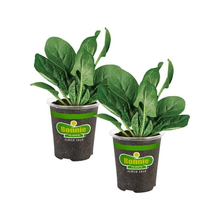 Bonnie Plants 12" Spinach Live Plants in 4" Grower Pots (2 Count)