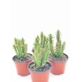 thumbnail image 4 of BubbleBlooms Austrocylindropuntia Subulata, Pink Eves Pin Needle Cactus, Opuntia Subulata cylindrica, 4-inch Pot., 4 of 8