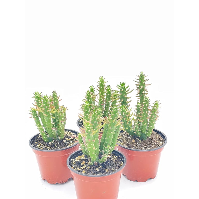 BubbleBlooms Austrocylindropuntia Subulata, Pink Eves Pin Needle Cactus,  Opuntia Subulata cylindrica, 4-inch Pot. - Walmart.com