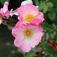 thumbnail image 2 of Heirloom Roses - Rosy Hedge Shrub Rose Plant - Beautiful Flowers For Garden, 2 of 3