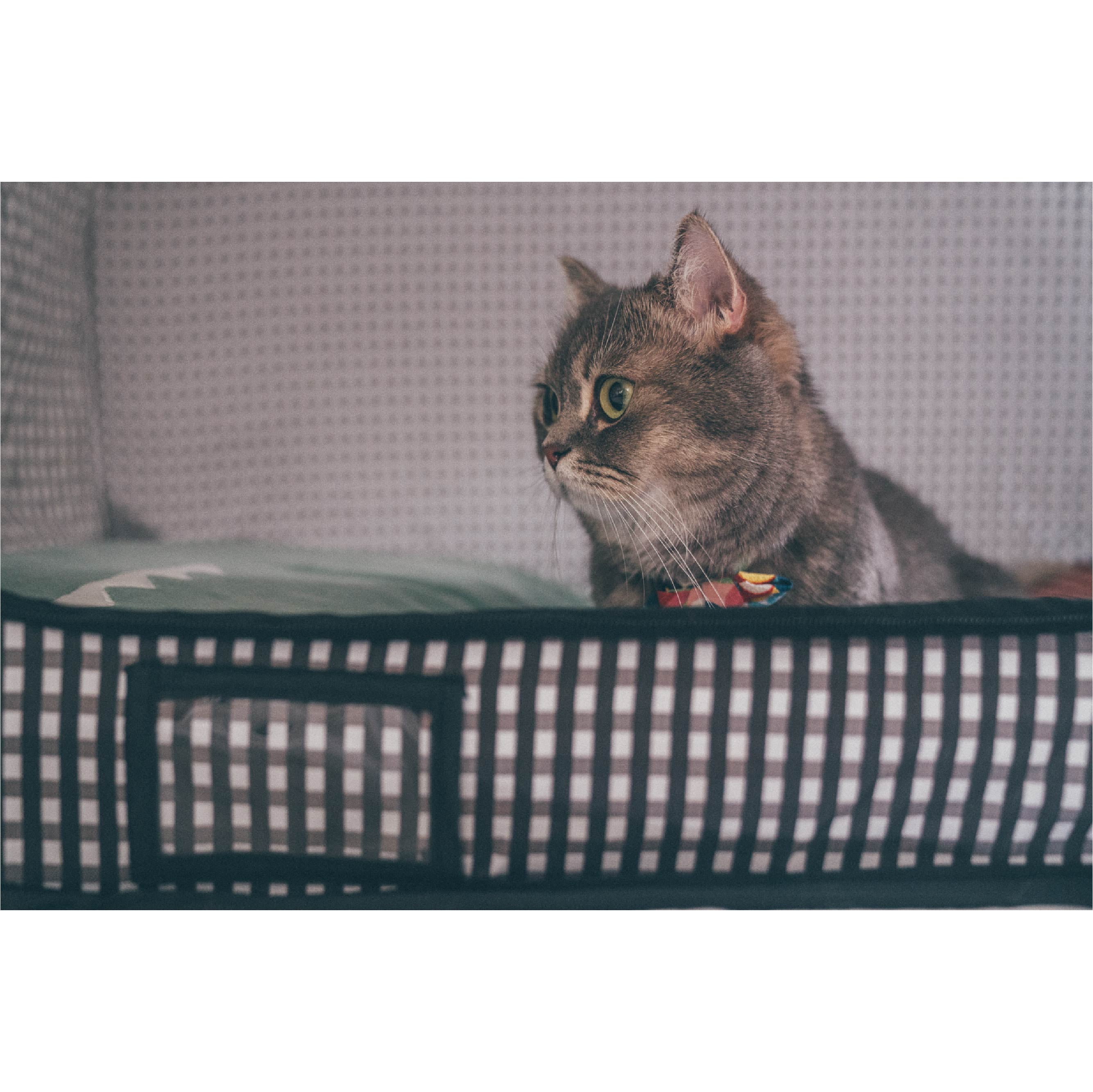 Necoichi Pop Up Cat Carrier Portable Light Weight 31