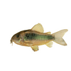 Green Corydoras Catfish Lot of 6