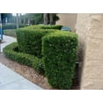 thumbnail image 2 of Podocarpus Japanese Yew | 1 Large Gallon Size Plant | Podocarpus Macrophyllus | Evergreen Shrub, Low Maintenance, Drought Tolerant, Privacy Screen, Landscaping Plant, Fast Growing, Ornamental Foliage, 2 of 6