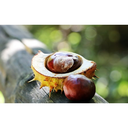Canvas Print Spur Open Open Chestnut Shell Autumn Chestnut Stretched Canvas 32 x (Best Way To Shell Chestnuts)